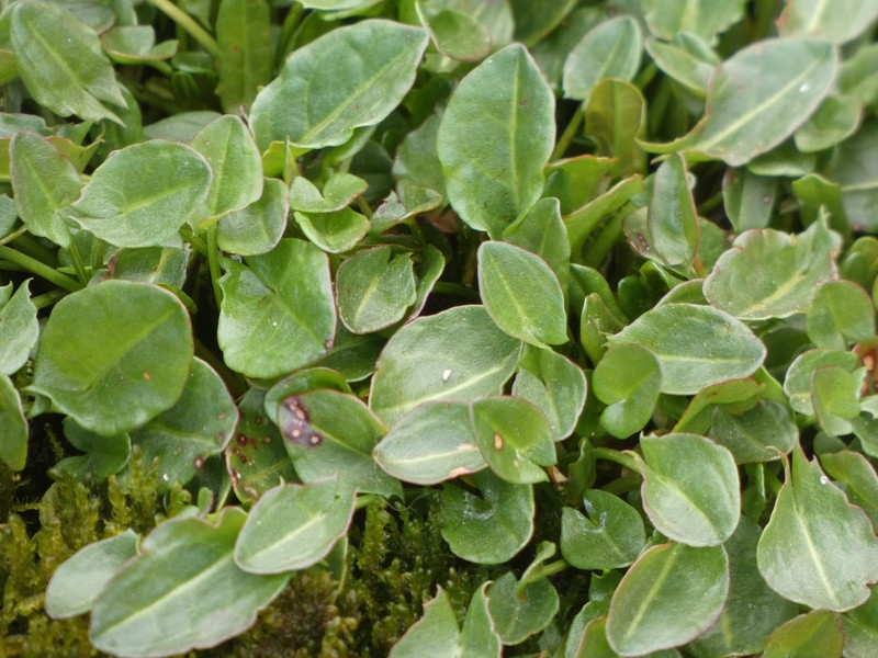 Rumex acetosa var. hydrophilus photo 4
