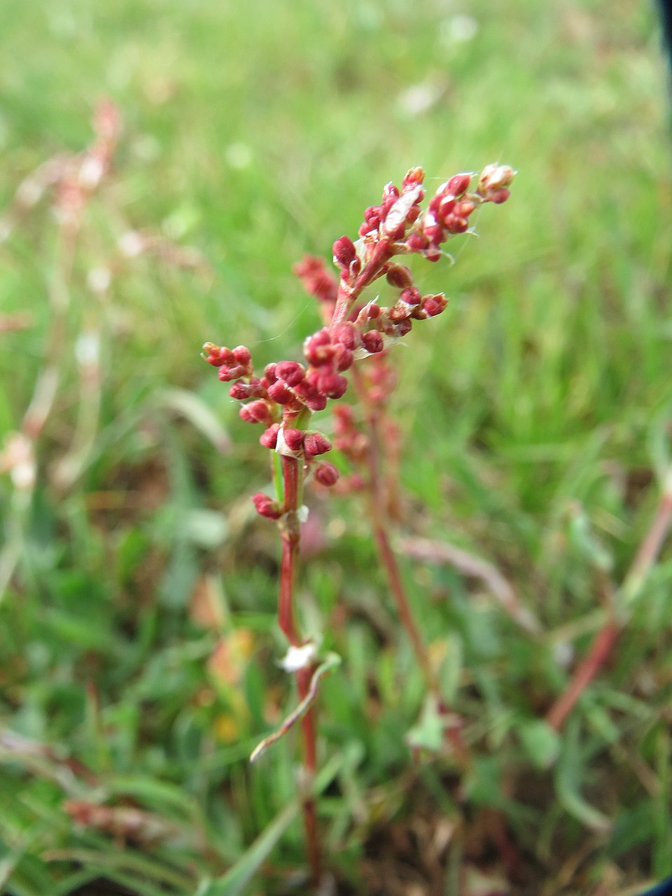 Common Sheep Sorrel photo 5