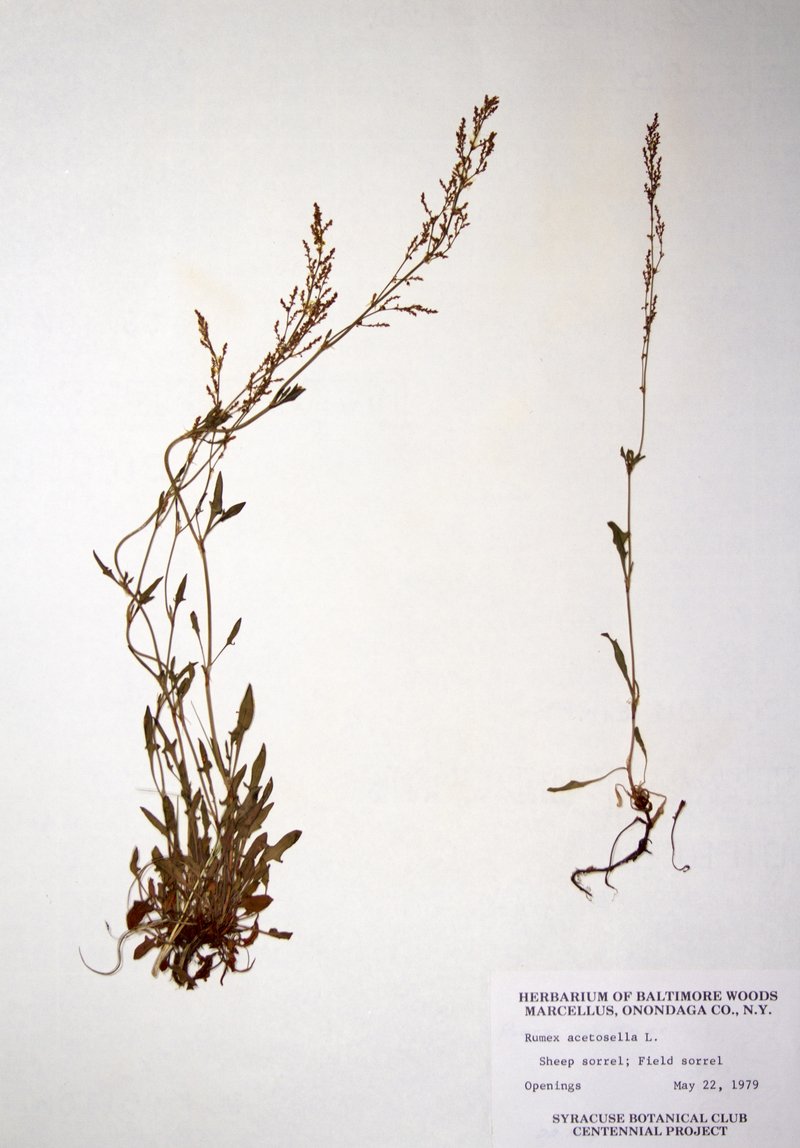 Common Sheep Sorrel photo 6