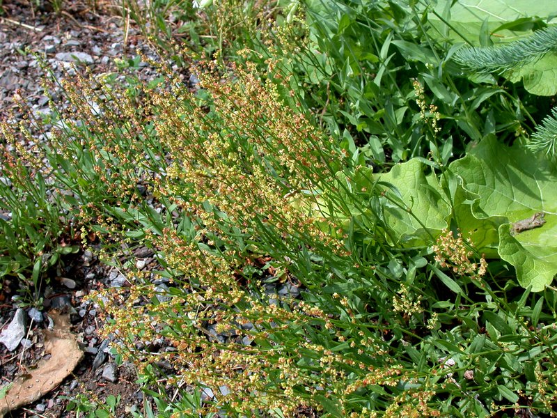 Common Sheep Sorrel photo 7