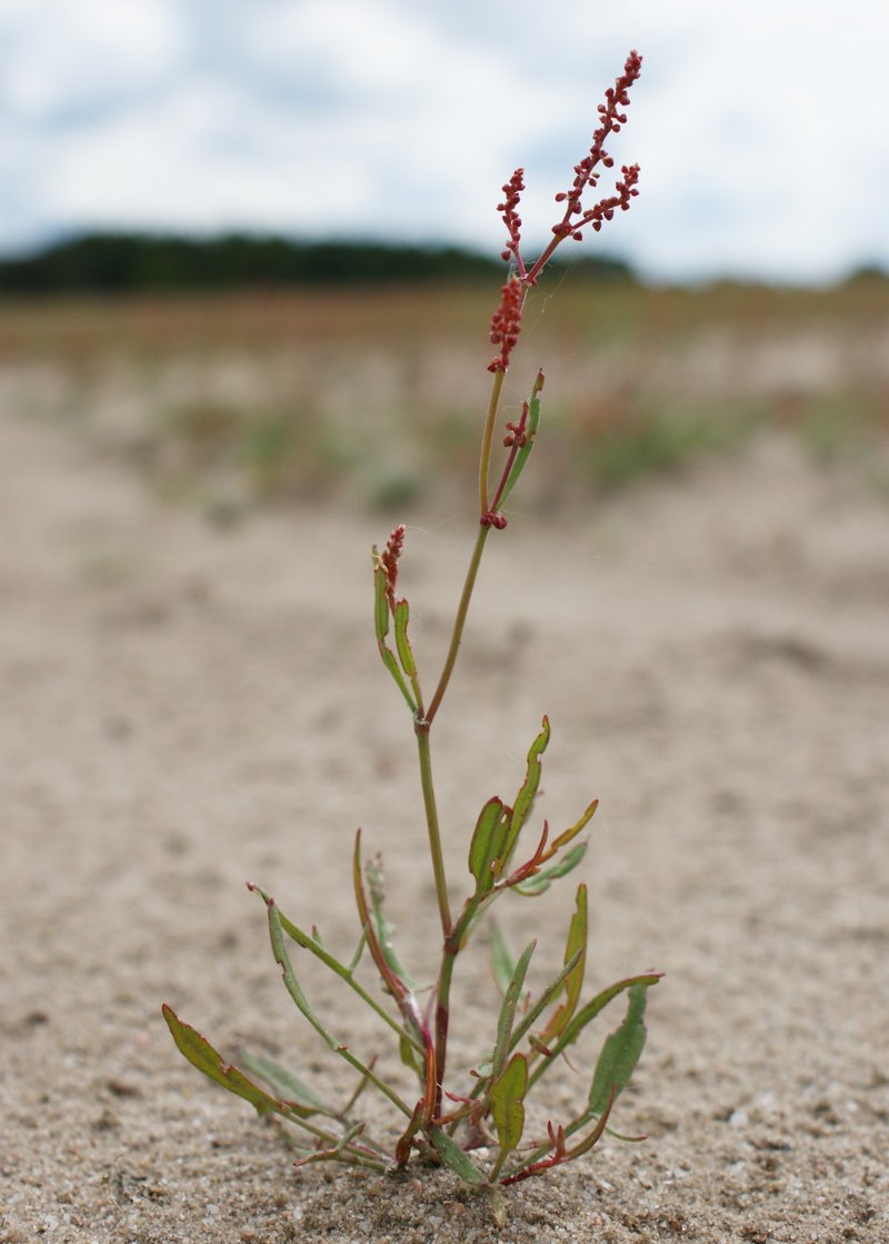 Common Sheep Sorrel photo 8