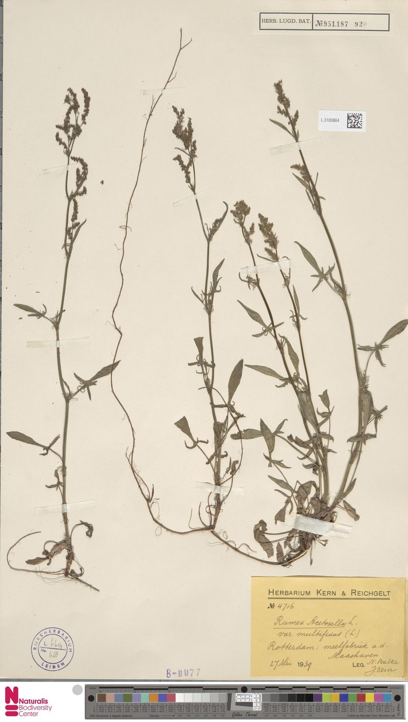 Rumex acetosella subsp. multifidus
