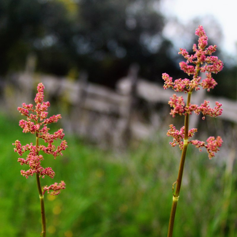 Munk's Rhubarb photo 6