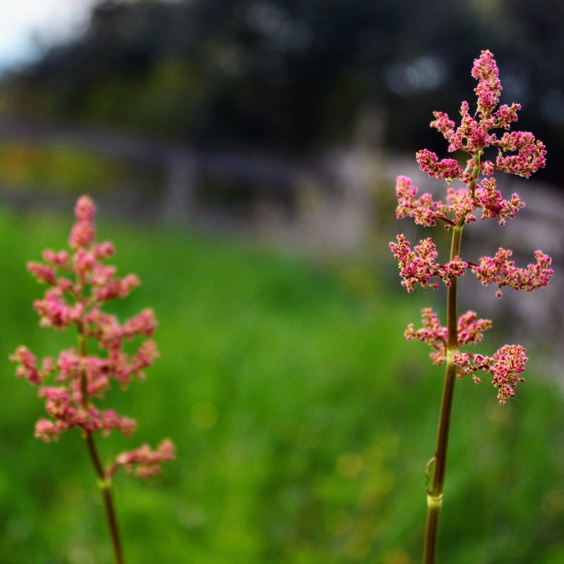 Munk's Rhubarb photo 7
