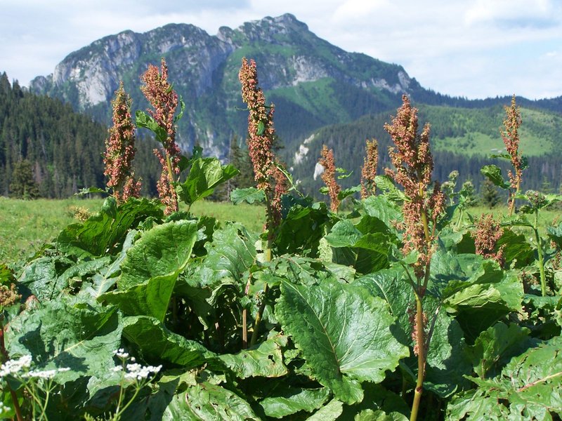 Munk's Rhubarb photo 8