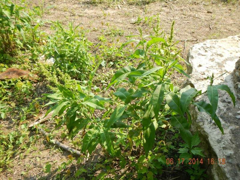 Pale Dock photo 8