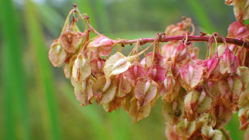 Rumex britannica photo 2