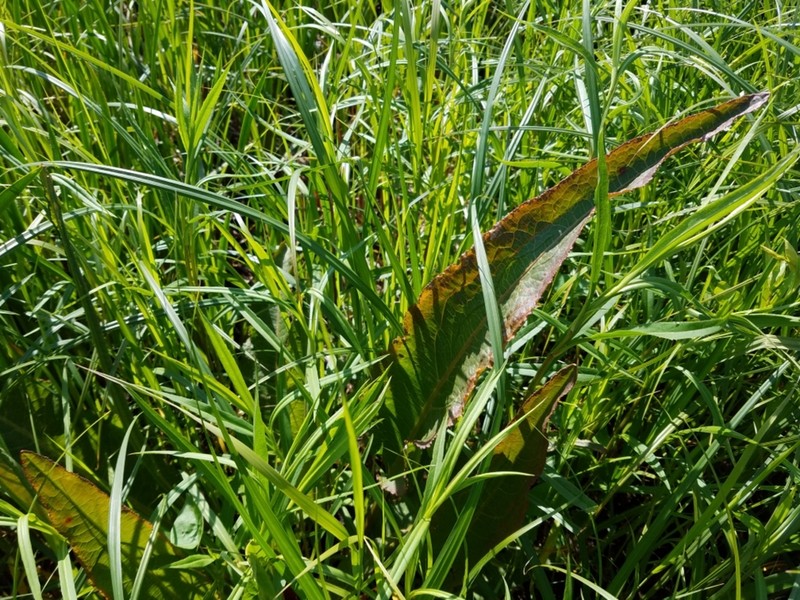 Rumex britannica photo 3