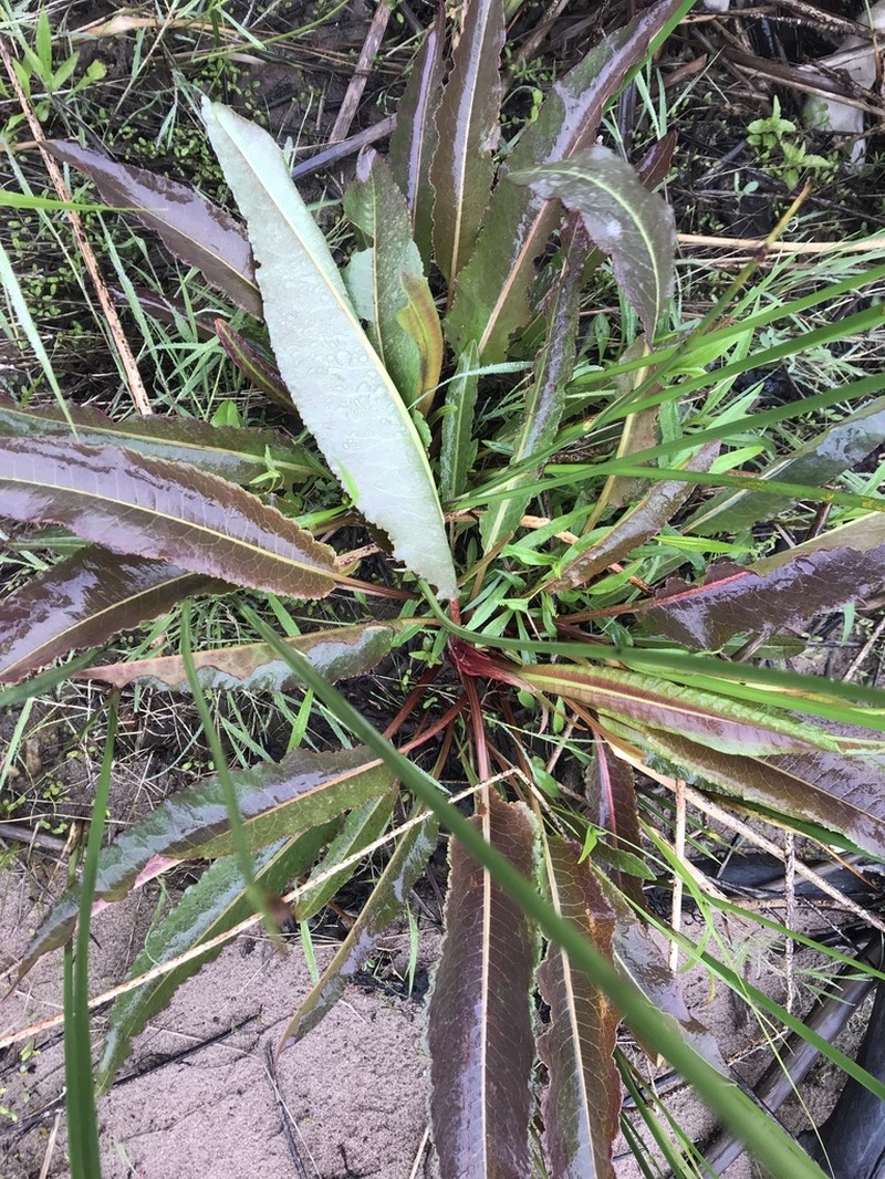 Rumex britannica photo 4