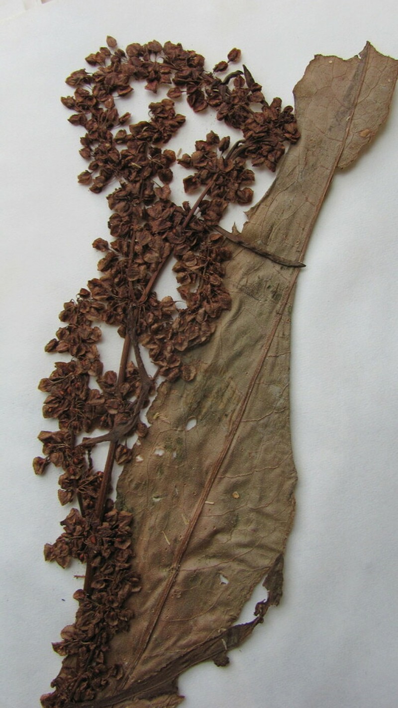 Rumex britannica photo 5