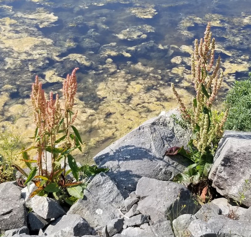 Rumex britannica photo 6
