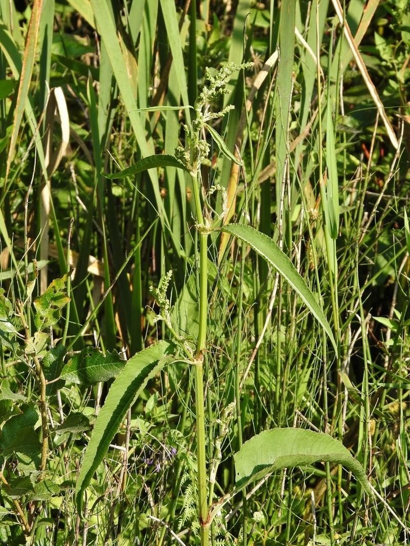 Rumex britannica photo 7