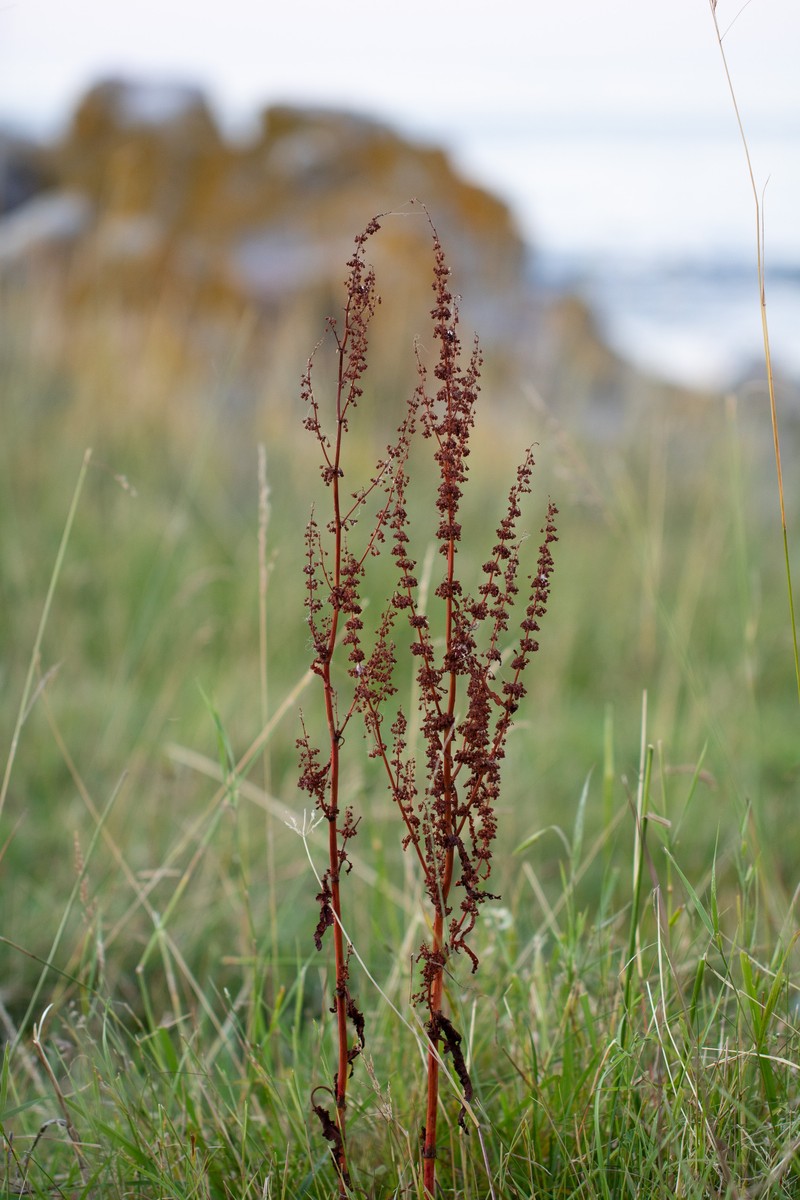 Rumex bryhnii