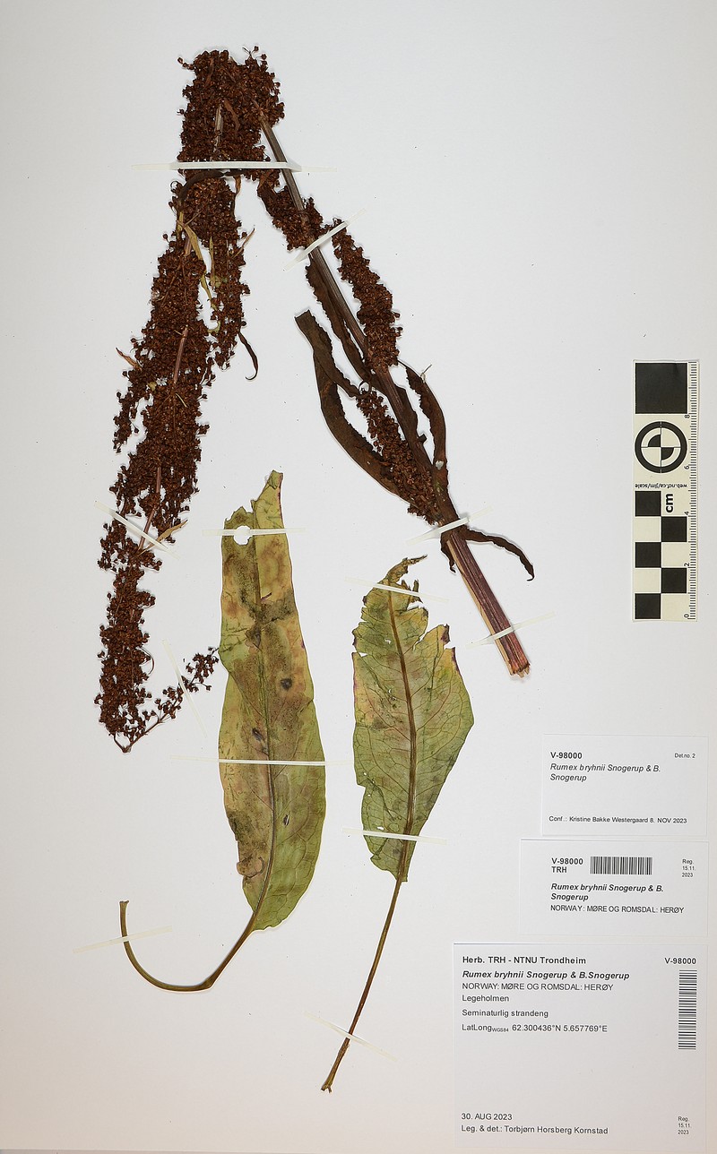 Rumex bryhnii photo 2