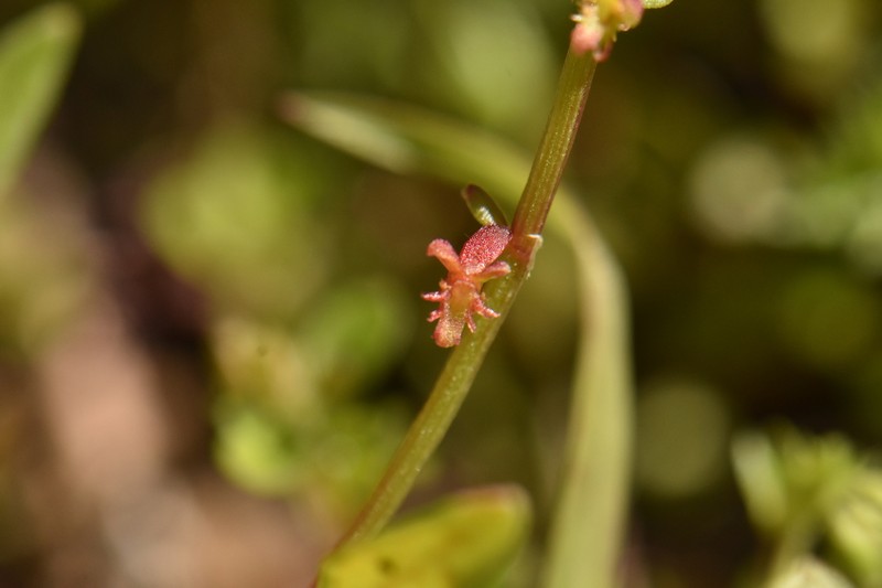 Rumex bucephalophorus subsp. bucephalophorus