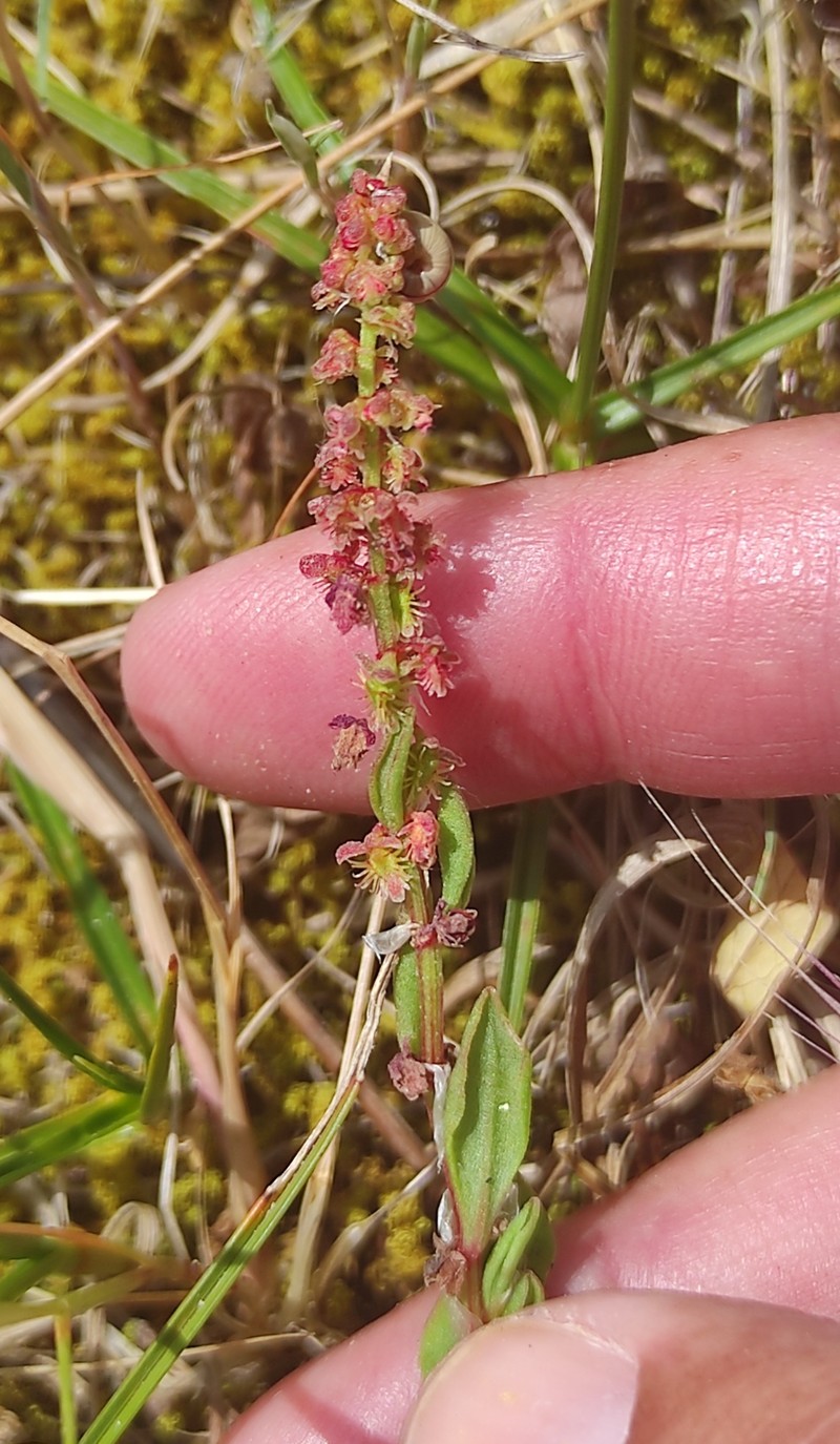 Rumex bucephalophorus subsp. bucephalophorus photo 2