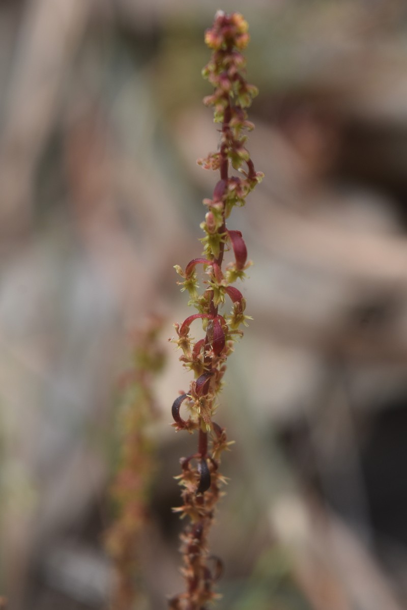 Rumex bucephalophorus subsp. bucephalophorus photo 3