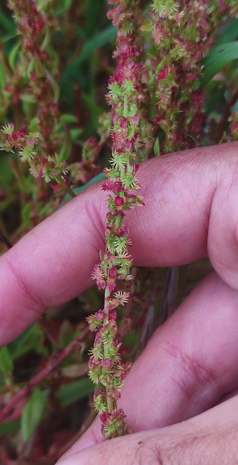 Rumex bucephalophorus subsp. bucephalophorus photo 4