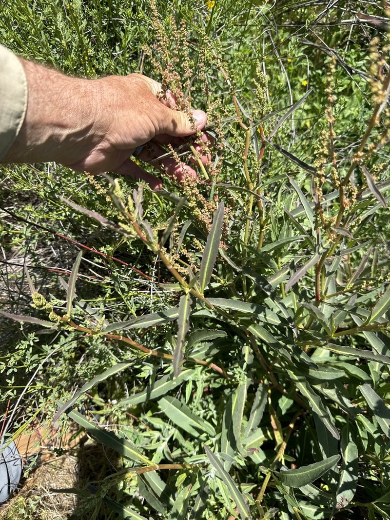 Rumex californicus