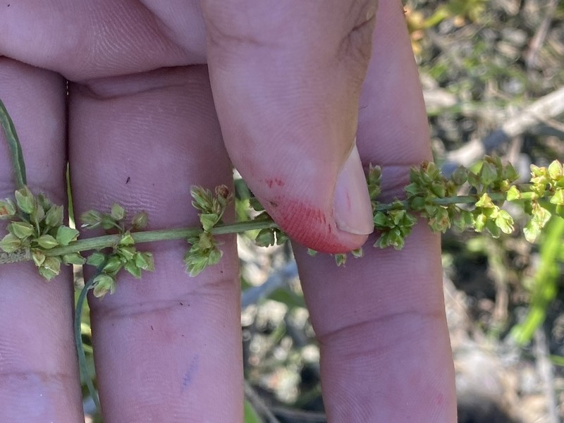 Rumex californicus photo 2