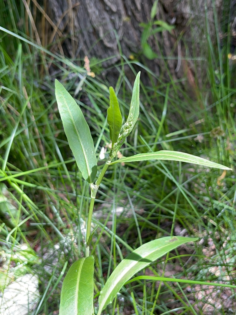 Rumex californicus photo 3