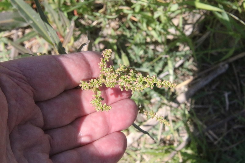 Rumex californicus photo 4