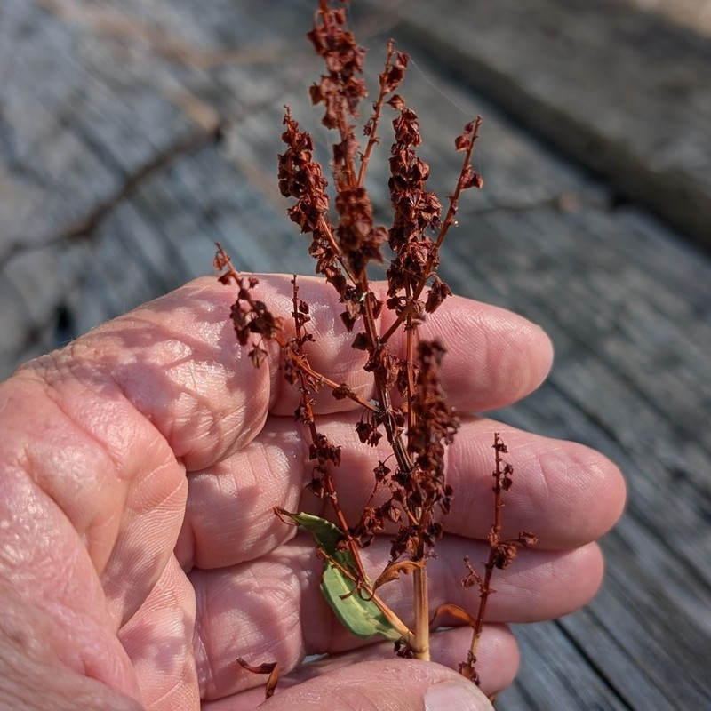 Rumex californicus photo 5