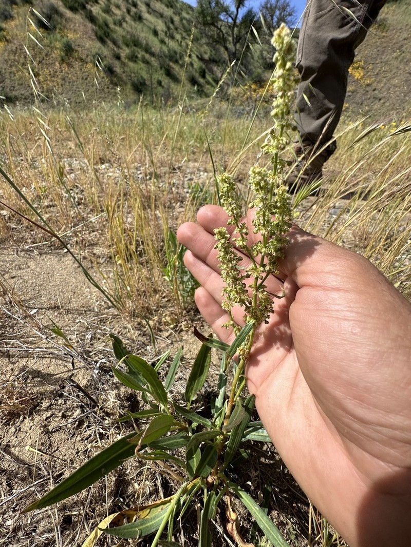 Rumex californicus photo 6