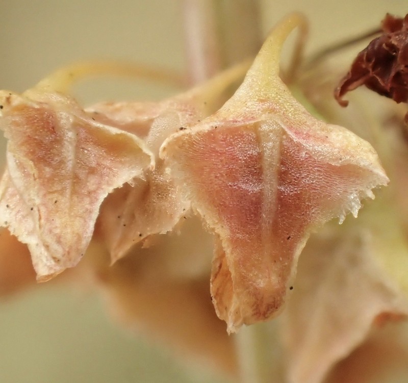 Rumex californicus photo 7