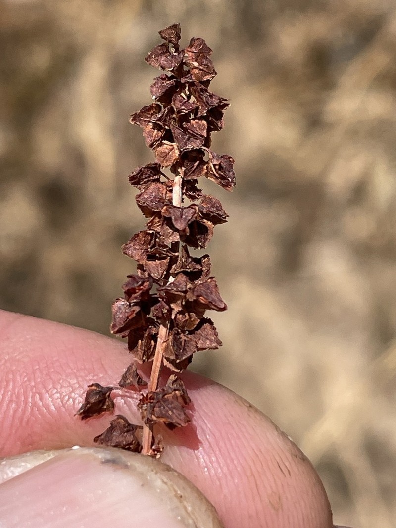 Rumex californicus photo 8