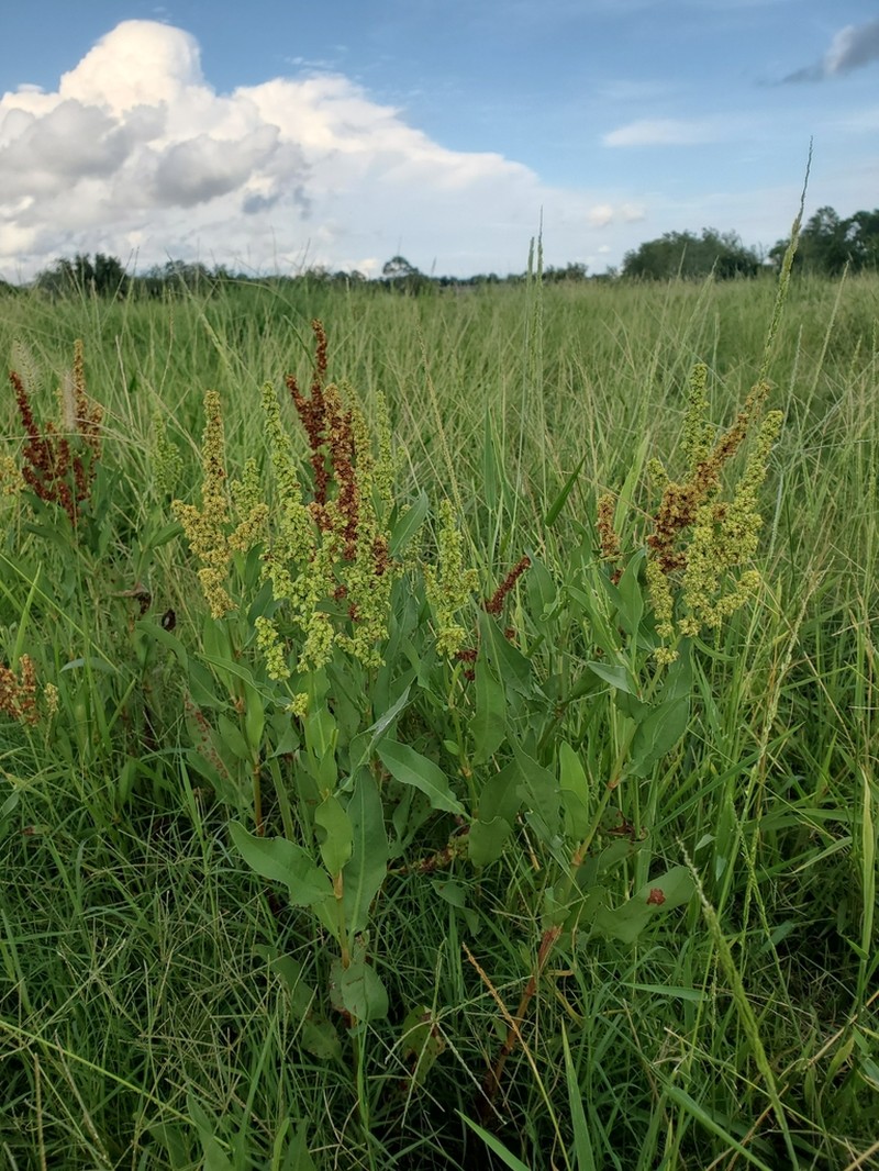 Rumex chrysocarpos
