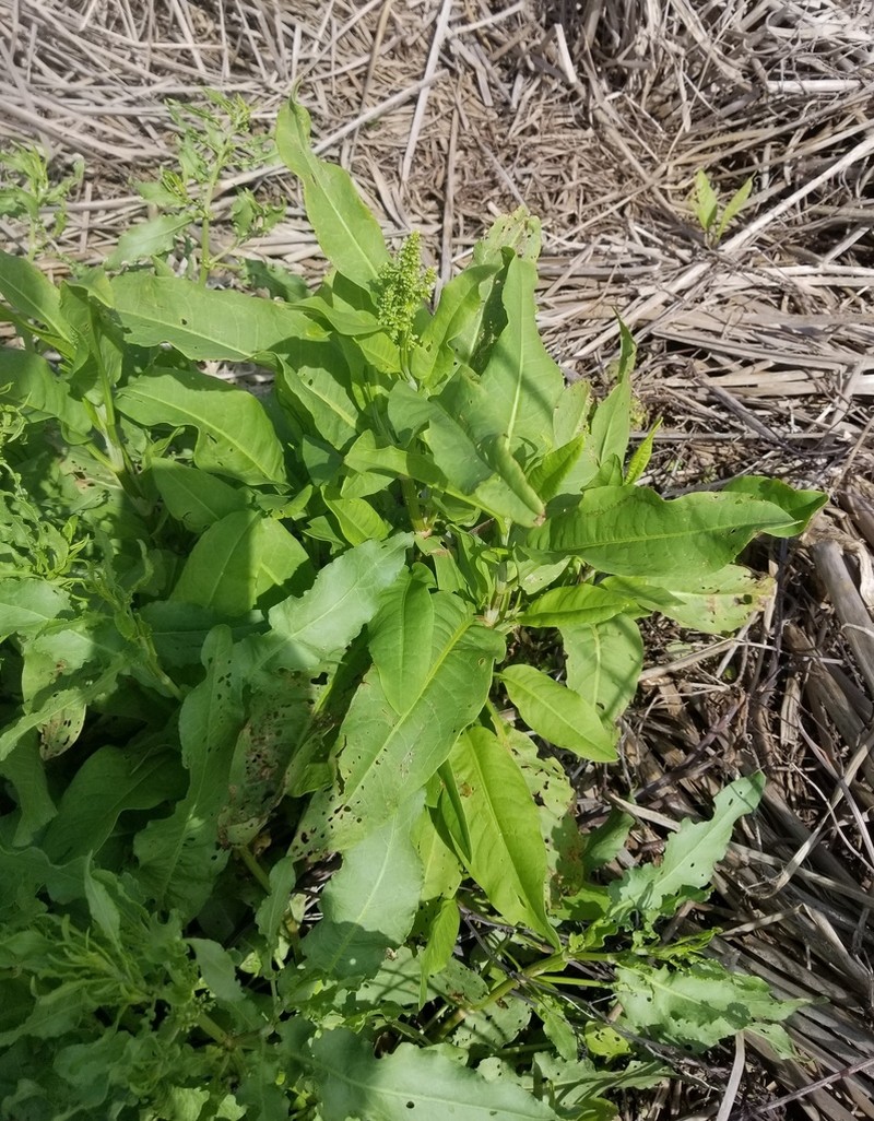 Rumex chrysocarpos photo 2