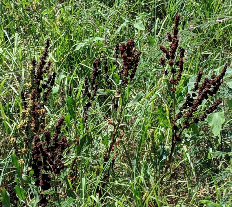Rumex chrysocarpos photo 3