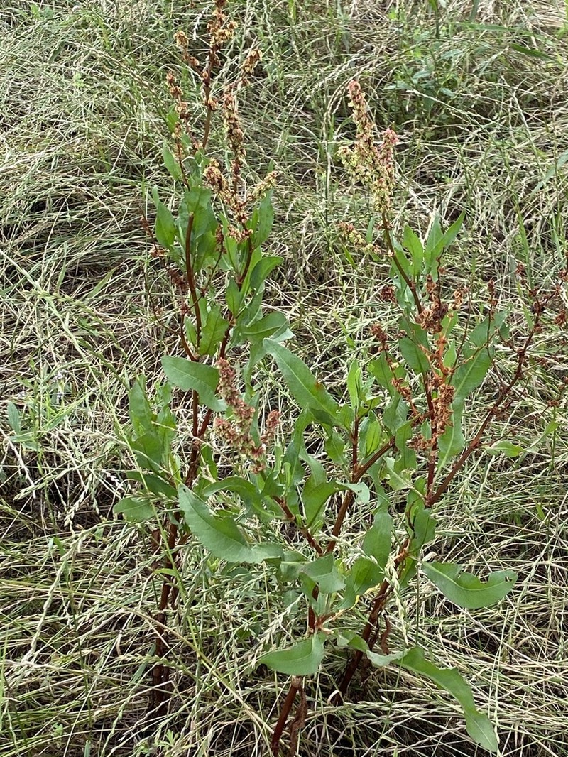 Rumex chrysocarpos photo 4
