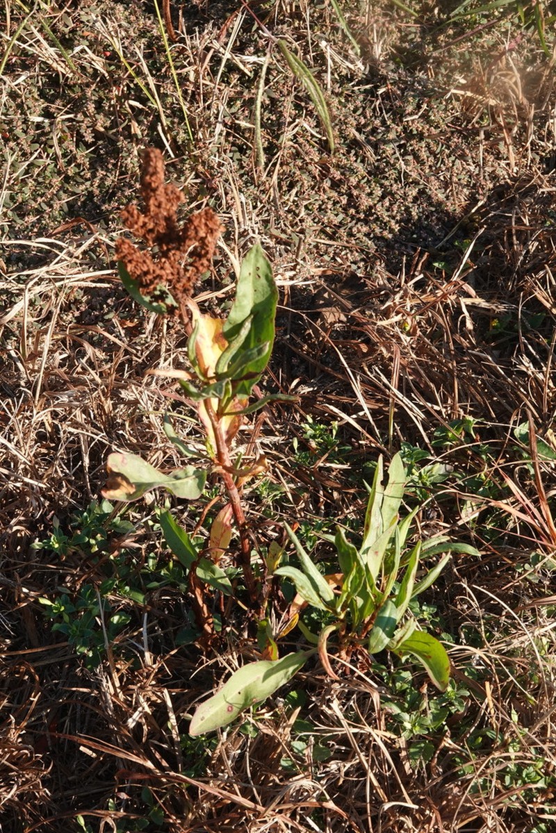 Rumex chrysocarpos photo 5