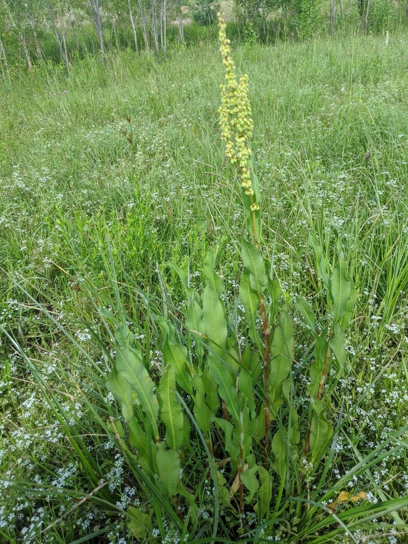Rumex chrysocarpos photo 6