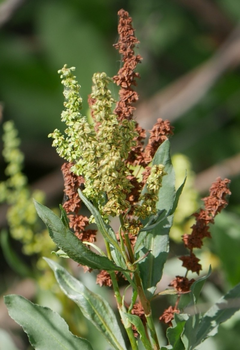 Rumex chrysocarpos photo 7