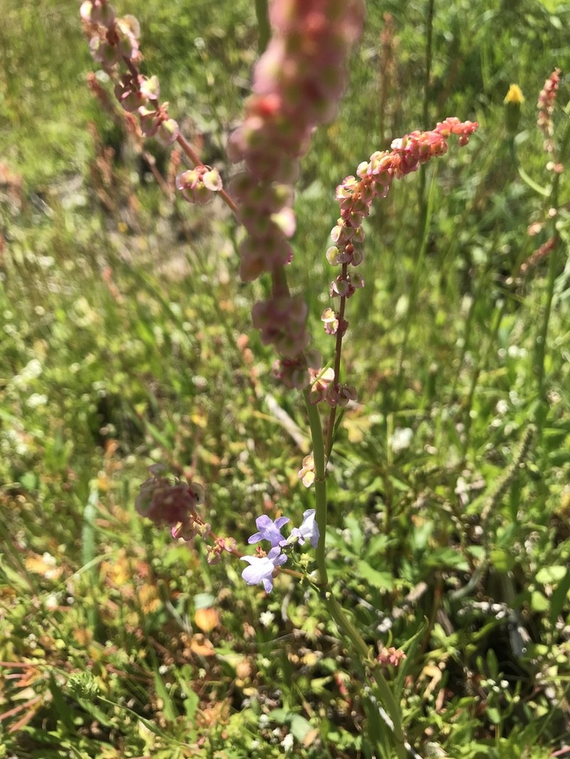 Rumex chrysocarpos photo 8