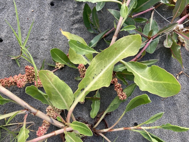 Rumex crassus