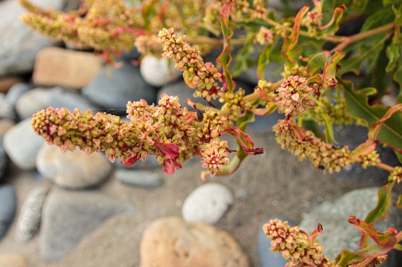 Rumex crassus photo 2