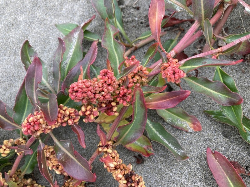 Rumex crassus photo 4