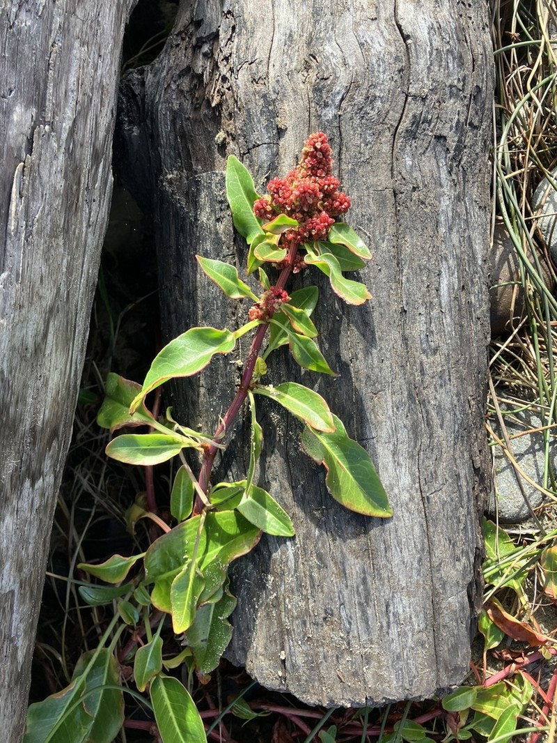 Rumex crassus photo 5