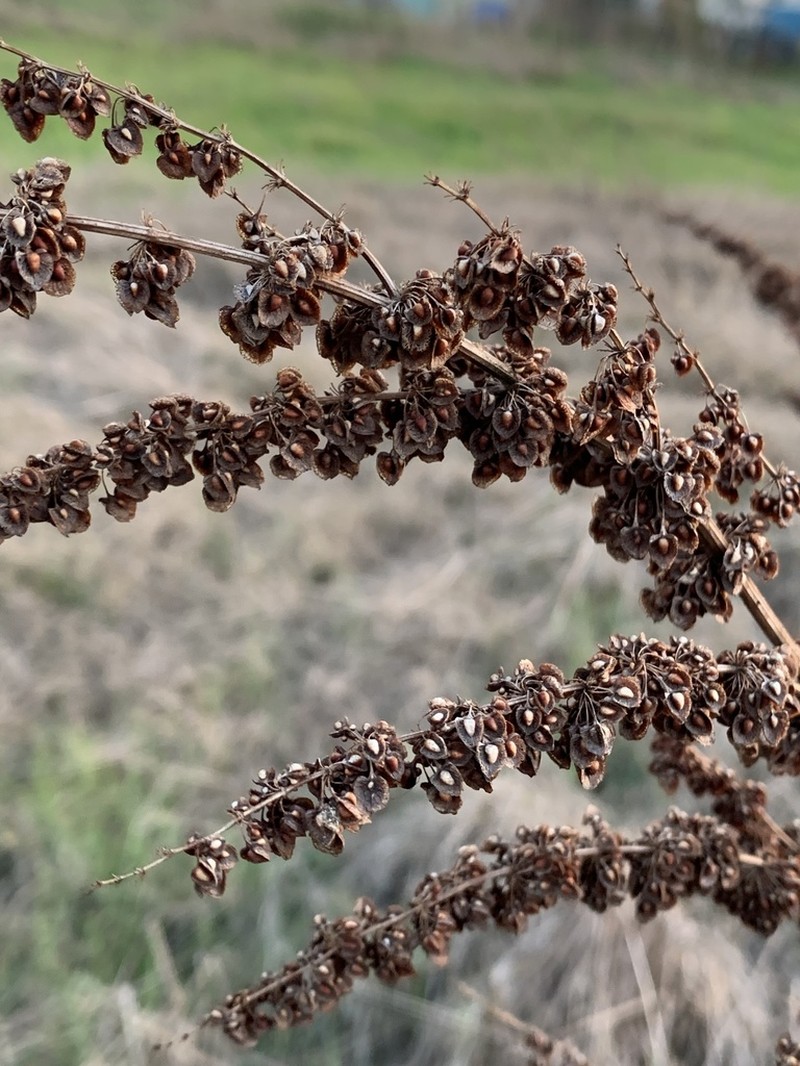 Rumex crassus photo 6