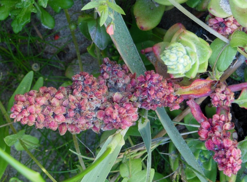 Rumex crassus photo 7
