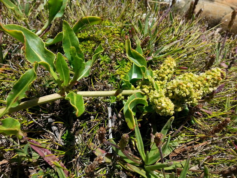 Rumex crassus photo 8