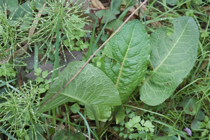 Rumex crispus subsp. crispus