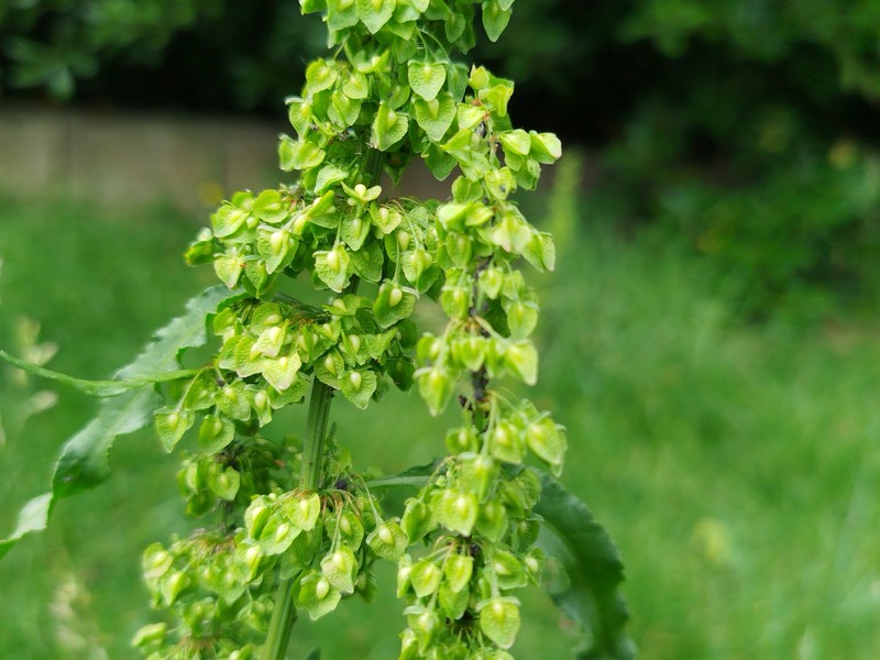 Rumex crispus subsp. crispus photo 2
