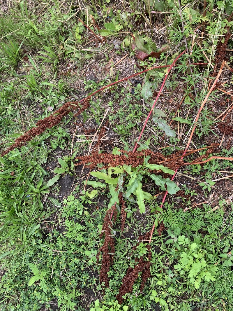Rumex crispus subsp. crispus photo 3