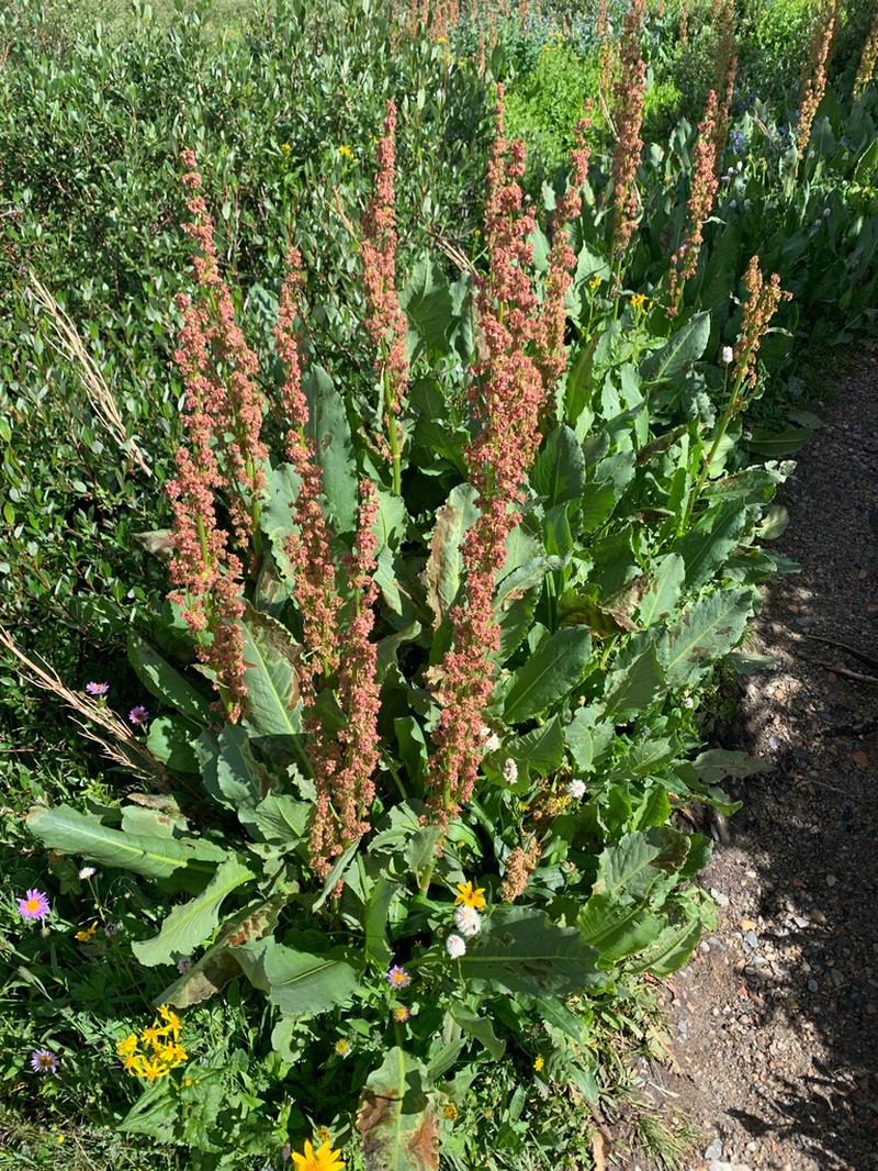 Denseflowered Dock