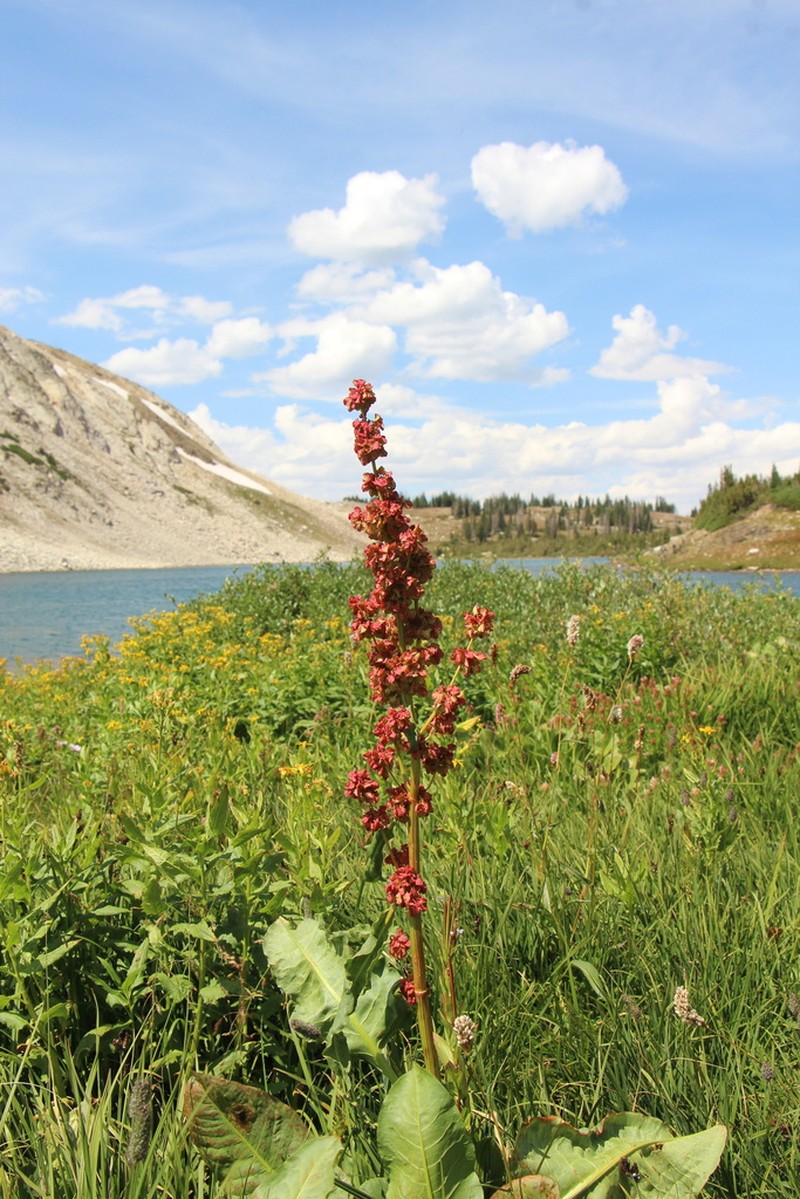 Denseflowered Dock photo 5